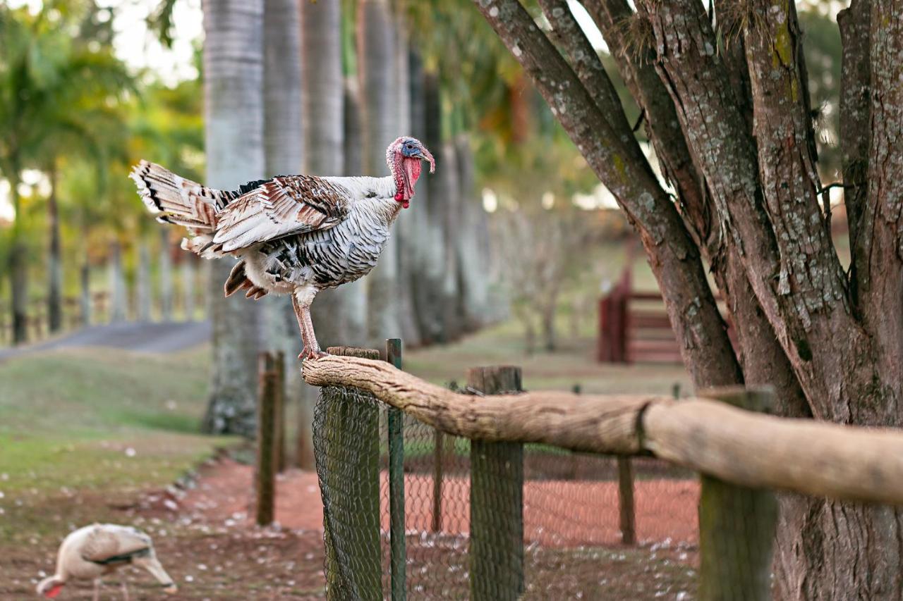 Hotel Fazenda Jacauna ブロタス エクステリア 写真