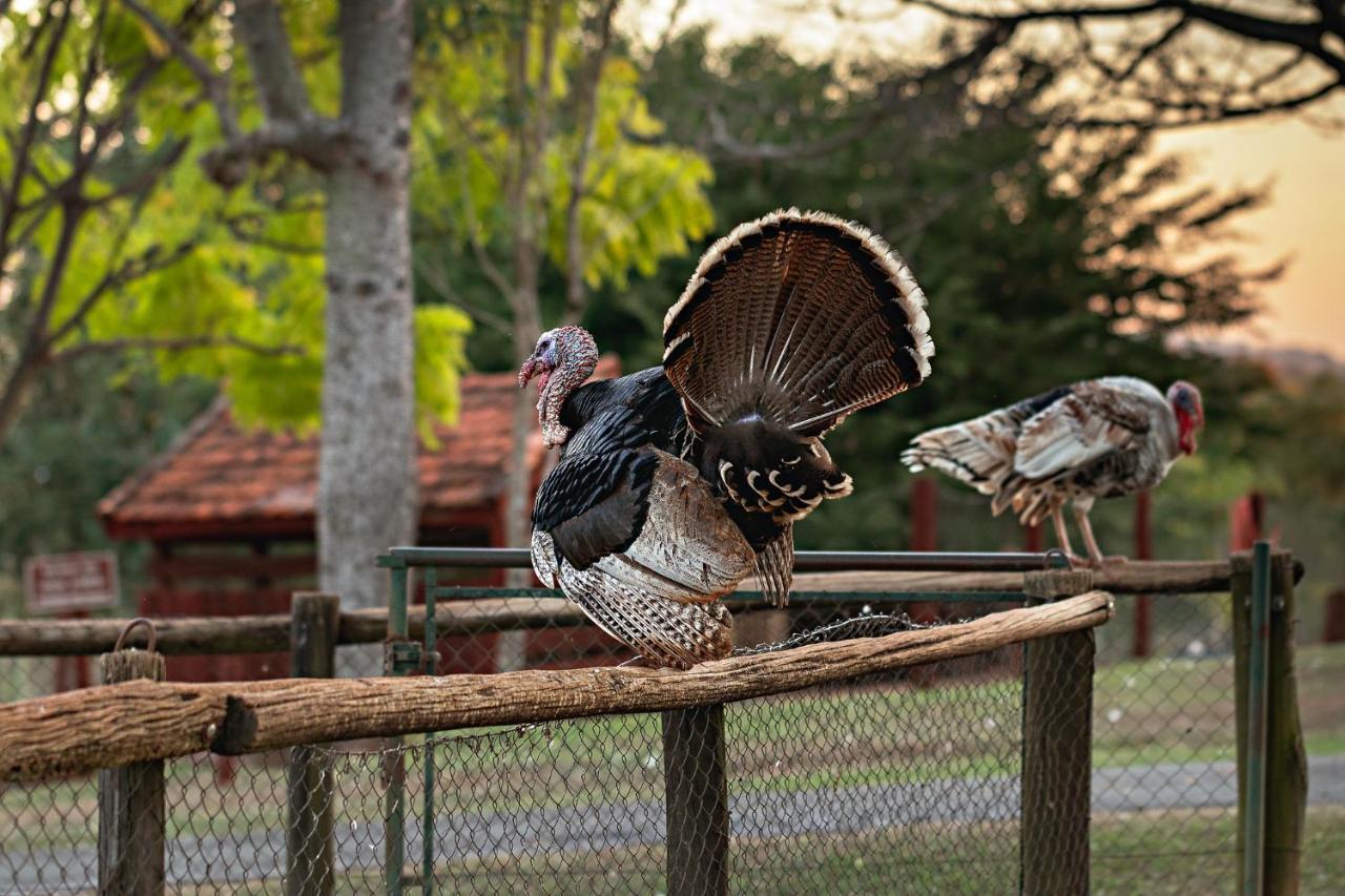 Hotel Fazenda Jacauna ブロタス エクステリア 写真