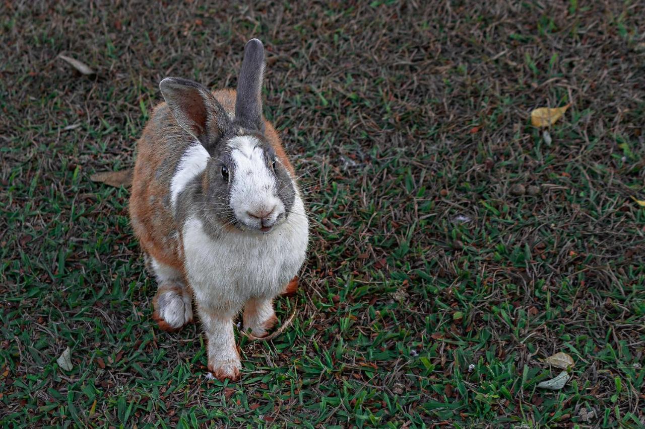 Hotel Fazenda Jacauna ブロタス エクステリア 写真