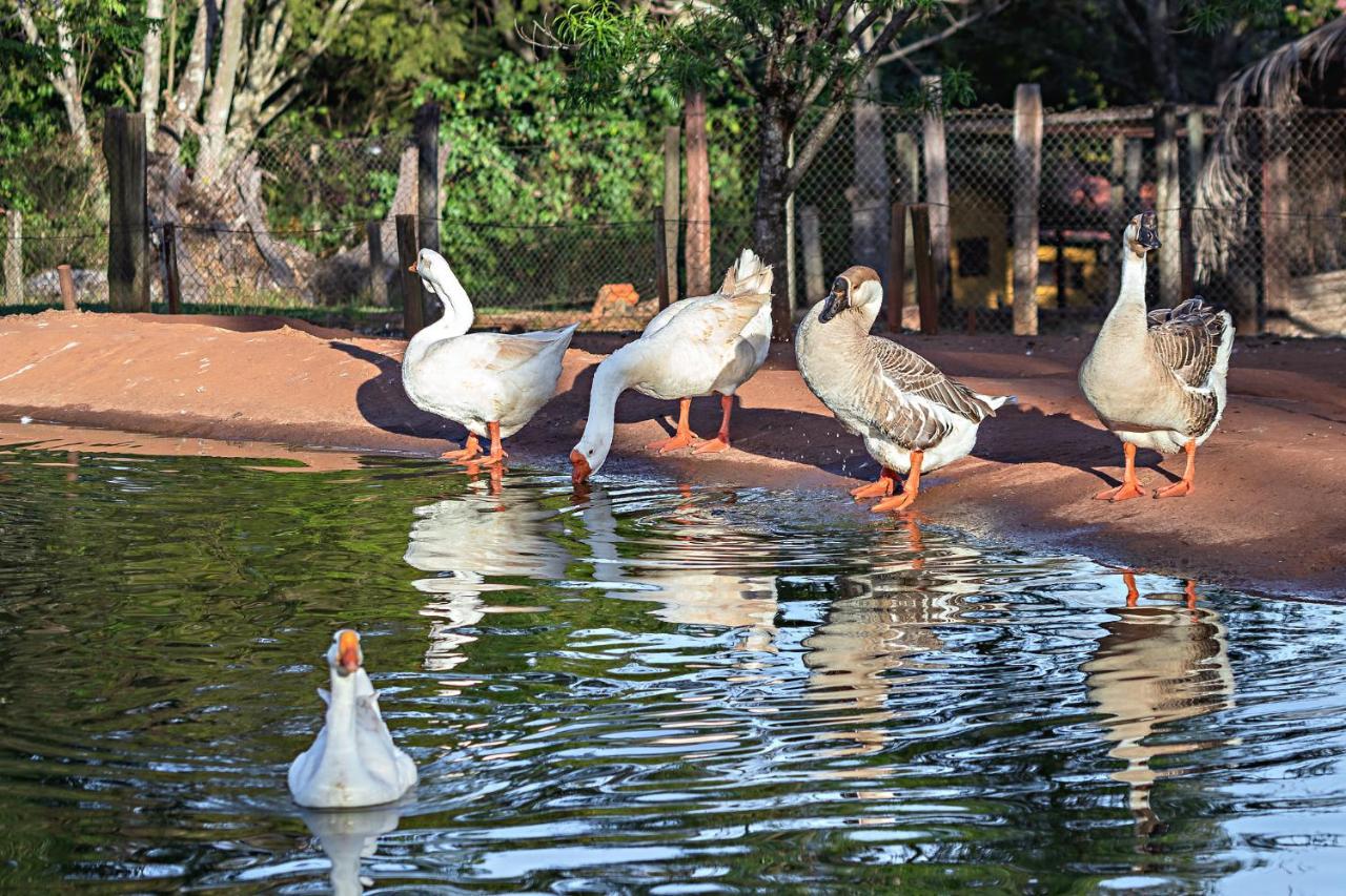 Hotel Fazenda Jacauna ブロタス エクステリア 写真