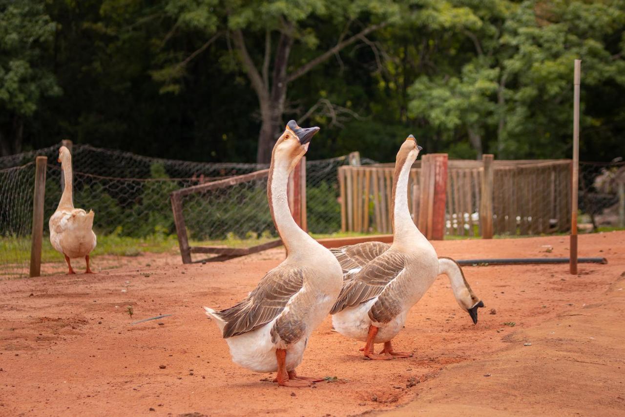 Hotel Fazenda Jacauna ブロタス エクステリア 写真